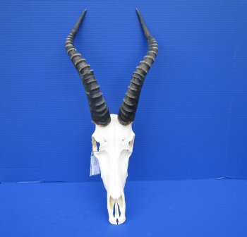 Large African Blesbok Skull with 16-1/2 Inches Horns <font color=red> Discount Grade B </font> for $64.99
