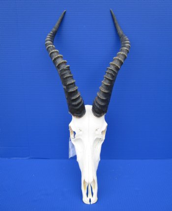 Large African Blesbok Skull with 16-1/2 Inches Horns <font color=red> Discount Grade B </font> for $64.99