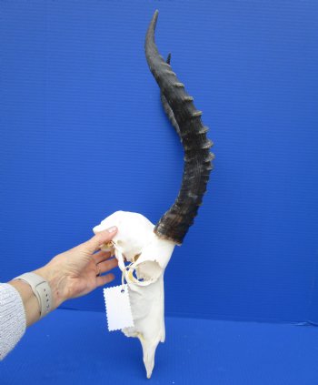 Large African Blesbok Skull with 16-1/2 Inches Horns <font color=red> Discount Grade B </font> for $64.99