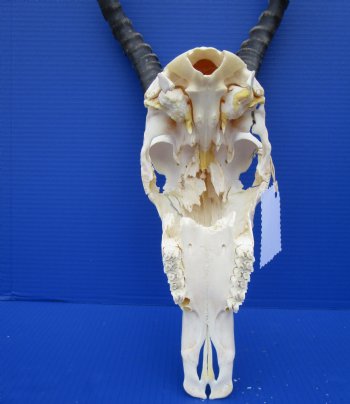 Large African Blesbok Skull with 16-1/2 Inches Horns <font color=red> Discount Grade B </font> for $64.99