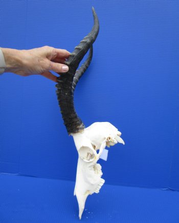 Large African Blesbok Skull with 16-1/2 Inches Horns <font color=red> Discount Grade B </font> for $64.99