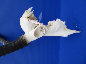 Large African Blesbok Skull with 16-1/2 Inches Horns <font color=red> Discount Grade B </font> for $64.99