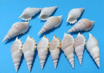 Tibia Delicatula Conch Shells <font color=red> Wholesale</font> - 350 @ .27 each