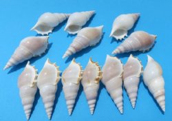 Tibia Delicatula Conch Shells <font color=red> Wholesale</font> - 350 @ .27 each