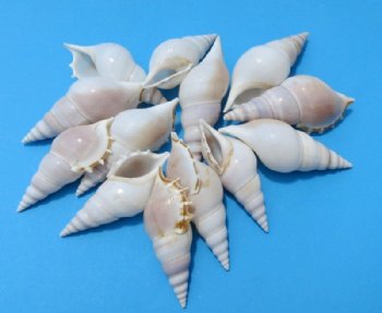 Tibia Delicatula Conch Shells <font color=red> Wholesale</font> - 350 @ .27 each