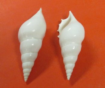 3" White Tibia Delicatula Conch Shells, Delicate Tibia - 25 @ .64 each