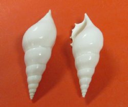 3" White Tibia Delicatula Conch Shells, Delicate Tibia - 25 @ .64 each