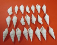 3" White Tibia Delicatula Conch Shells, Delicate Tibia - 25 @ .64 each