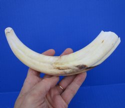10 inches Large Warthog Tusk (<font color=red>7 inches Solid</font>) for $59.99