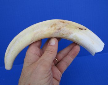 10 inches Large Warthog Tusk (<font color=red>7 inches Solid</font>) for $59.99