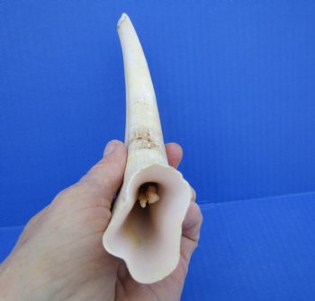 10 inches Large Warthog Tusk (<font color=red>7 inches Solid</font>) for $59.99