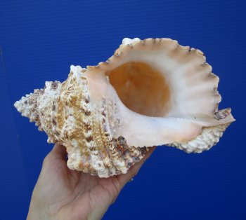 Large Frog Shell for Decorating, 9-1/2 inches - Buy this one for $19.99