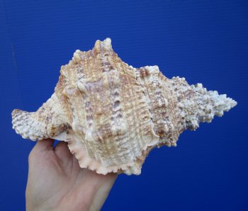 Large Frog Shell for Decorating, 9-1/2 inches - Buy this one for $19.99