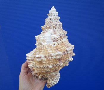 Large Frog Shell for Decorating, 9-1/2 inches - Buy this one for $19.99