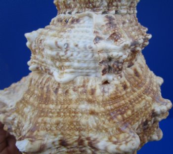 Large Frog Shell for Decorating, 9-1/2 inches - Buy this one for $19.99