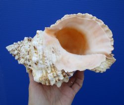 9 inches Large Decorative Frog Shell for $19.99