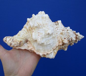 9 inches Large Decorative Frog Shell for $19.99