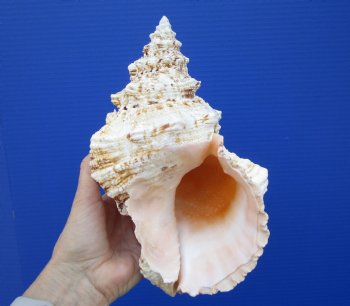 9 inches Large Decorative Frog Shell for $19.99