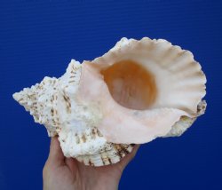 8-3/4 inches Frog Shell - Buy this one for $14.99