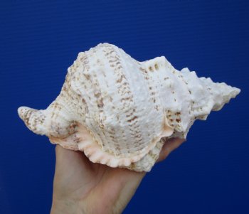 8-3/4 inches Frog Shell - Buy this one for $14.99