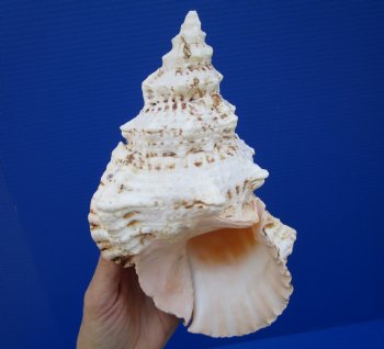 8-3/4 inches Frog Shell - Buy this one for $14.99