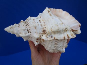 8-3/4 inches Frog Shell - Buy this one for $14.99