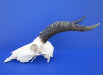 African Blesbok Skull with 13-3/4 inches Horns (bent tip) for $79.99