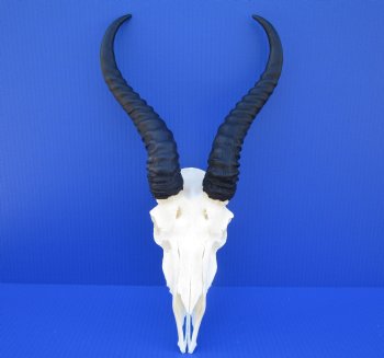 Male African Springbok Skull for Sale with 11 and 11-1/4 inches Horns <font color=red> Good Quality</font> for $74.99