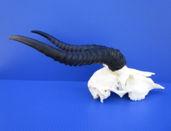 Male African Springbok Skull for Sale with 11 and 11-1/4 inches Horns <font color=red> Good Quality</font> for $74.99