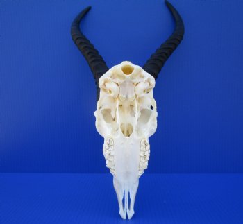 Male African Springbok Skull for Sale with 11 and 11-1/4 inches Horns <font color=red> Good Quality</font> for $74.99