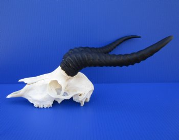 Male African Springbok Skull for Sale with 11 and 11-1/4 inches Horns <font color=red> Good Quality</font> for $74.99