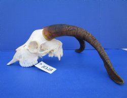 South African Angora Goat Skull with 17 inches Horns <FONT COLOR=RED> Good Quality</font> for $114.99
