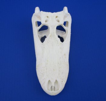 9-1/2 inches Florida Alligator Skull for $74.99