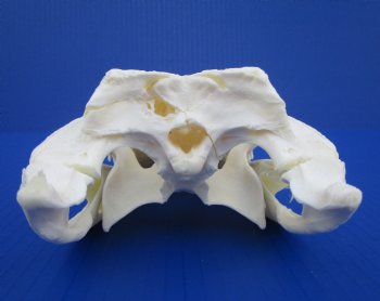 9 inches Florida Alligator Skull for $74.99