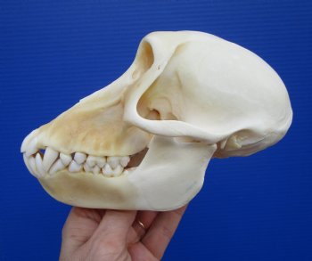 6-1/2 inches Female Chacma Baboo Skull <font color=red> Grade A</font> for $154.99 (CITES p000023748)