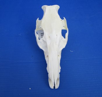 9-3/4 inches Genuine Georgia Wild Hog, Pig Top Skull (no bottom jaw) for $29.99