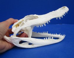 8-7/8 inches Florida Alligator Skull for $69.99