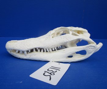 8-7/8 inches Florida Alligator Skull for $69.99
