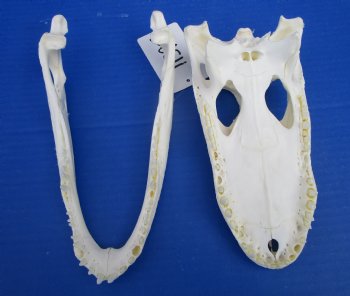 8-7/8 inches Florida Alligator Skull for $69.99