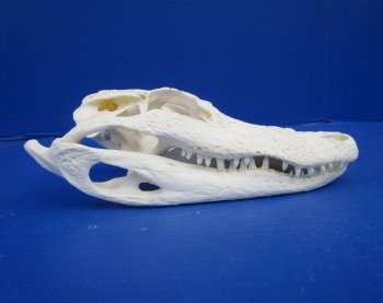 8-7/8 inches Florida Alligator Skull for $69.99
