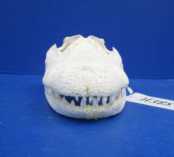 8-7/8 inches Florida Alligator Skull for $69.99