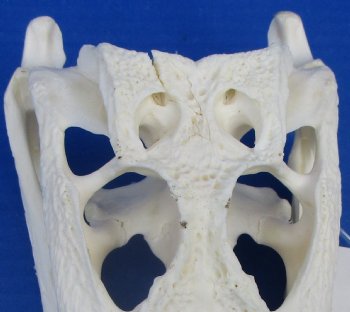 8-7/8 inches Florida Alligator Skull for $69.99