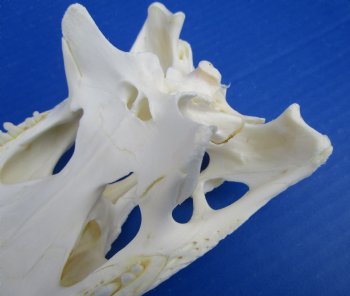 8-7/8 inches Florida Alligator Skull for $69.99