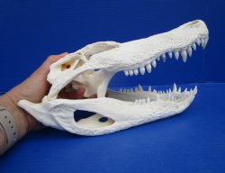 12-1/4 inches Florida Alligator Skull for Sale for $99.99