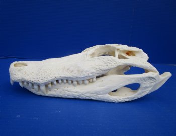 12-1/4 inches Florida Alligator Skull for Sale for $99.99