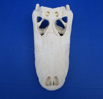 12-1/4 inches Florida Alligator Skull for Sale for $99.99