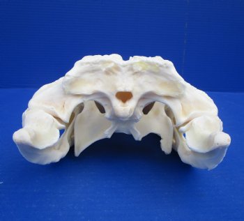 12-1/4 inches Florida Alligator Skull for Sale for $99.99