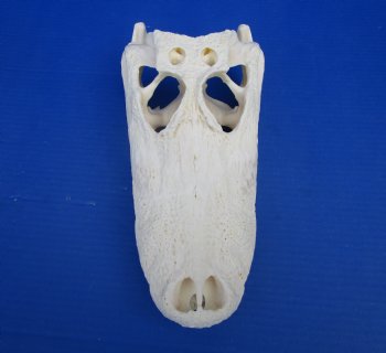 12-1/4 inches Florida Alligator Skull for Sale for $99.99