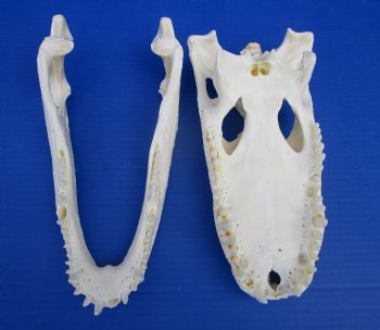 12-1/4 inches Florida Alligator Skull for Sale for $99.99