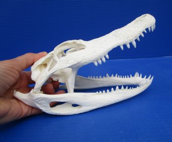 8-7/8 inches Florida Alligator Skull for $69.99